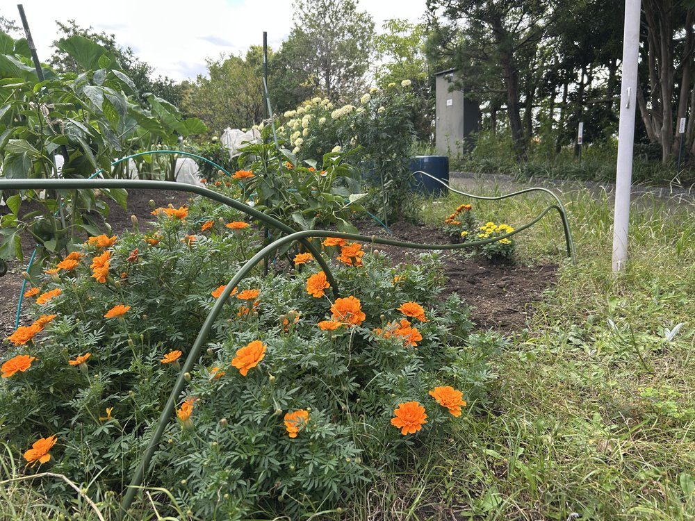 目黒天空庭園の菜園に咲くマリーゴールド