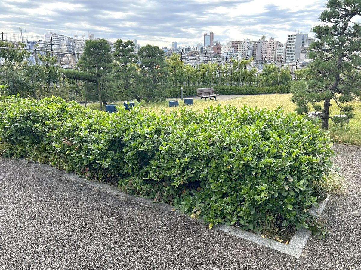 目黒天空庭園の松と芝生の向こうに広がる池尻・大橋の街並み